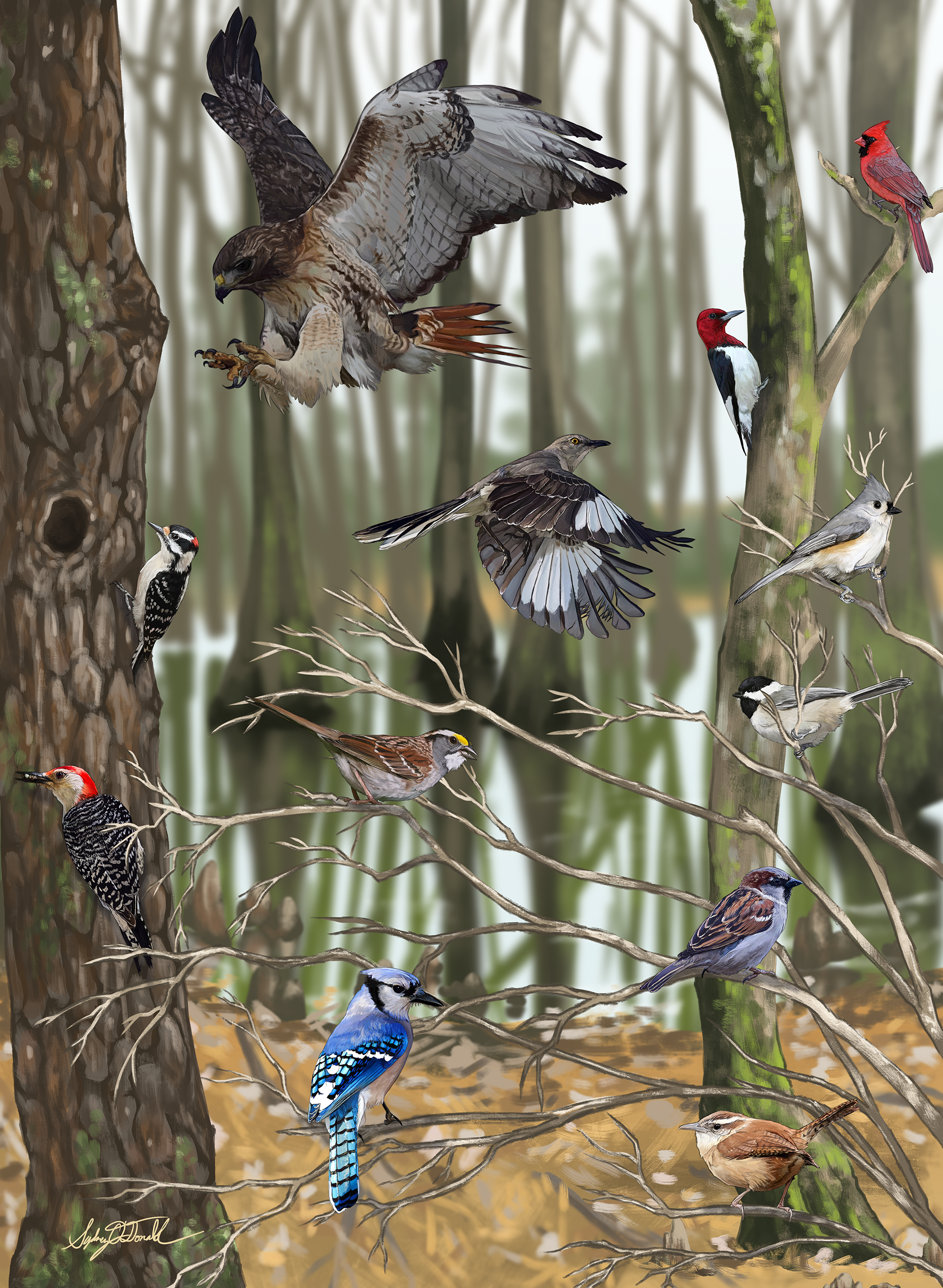 birds